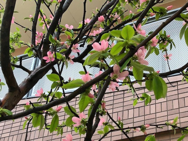 かりんの花が可憐に咲きました あきしま相互病院