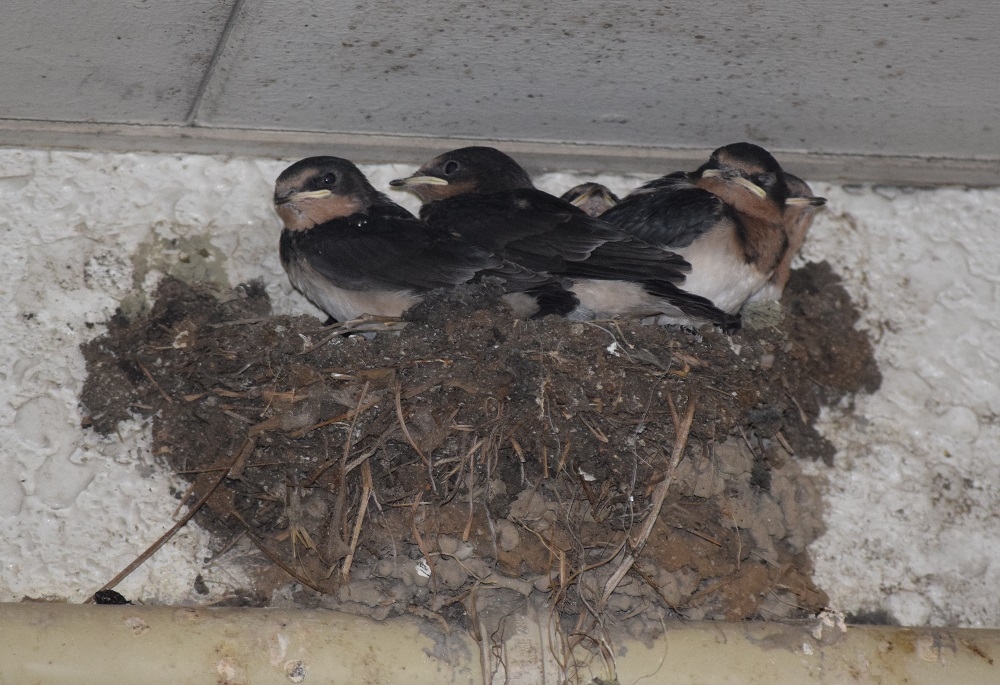 ツバメ の 成長