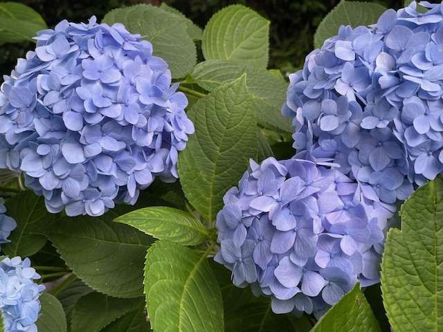 「そうだ紫陽花、見に行こう。」～あじさい路とくり守～